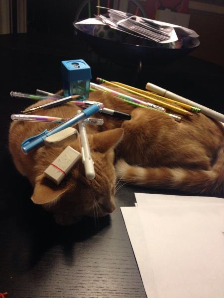 Прикольные картинки (92 фото)