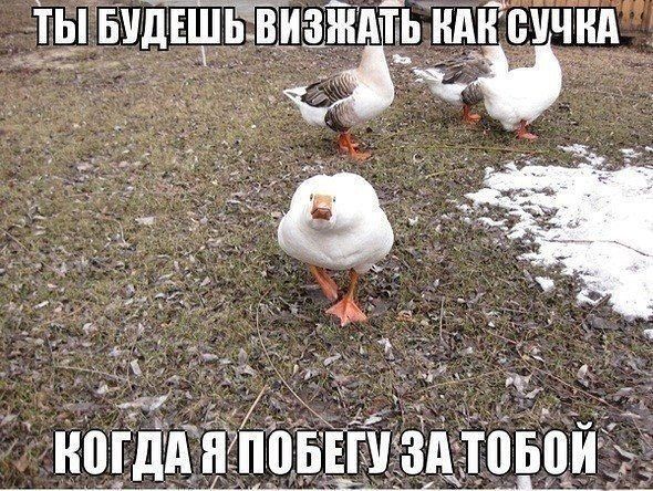 Прикольные картинки (92 фото)