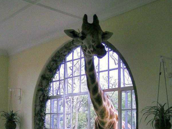 Удивительная Африка