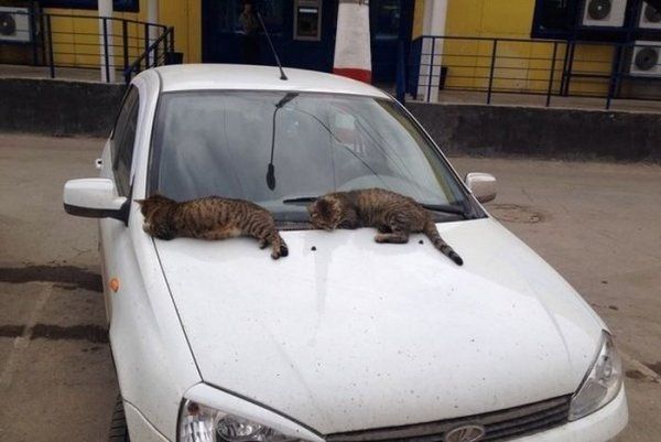 Прикольные картинки (145 фото)