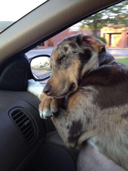 Прикольные картинки (145 фото)