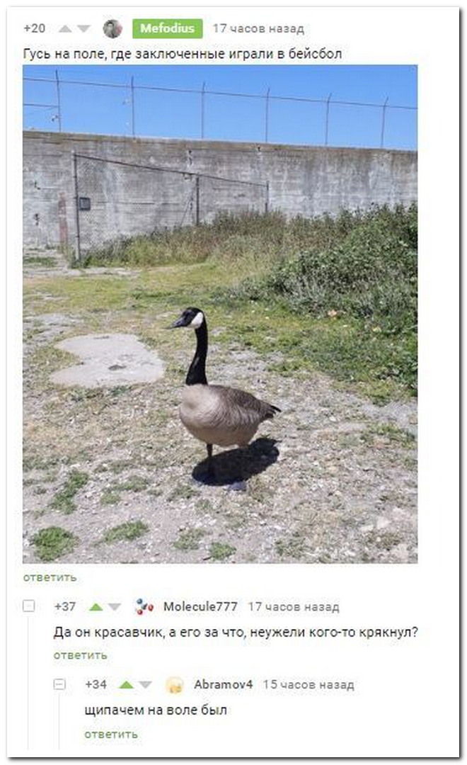 Забавные комментарии из социальных сетей