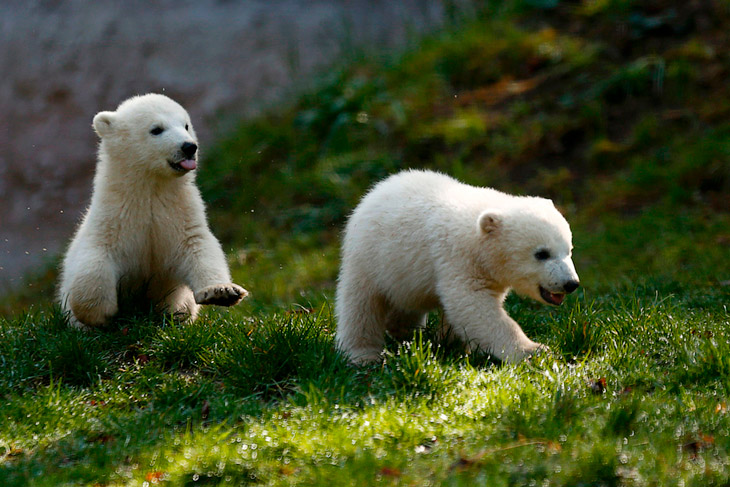 Маленькие животные