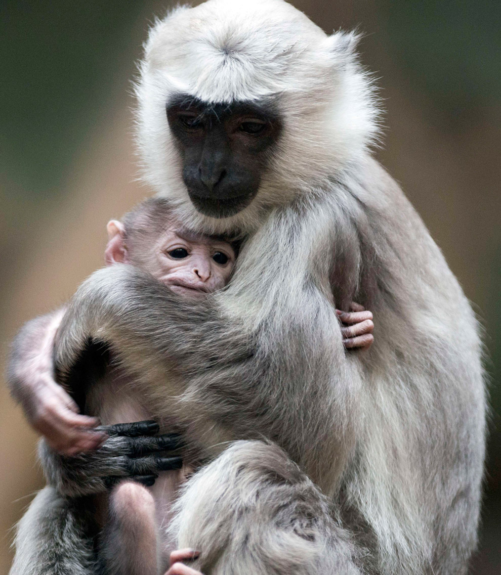 Маленькие животные