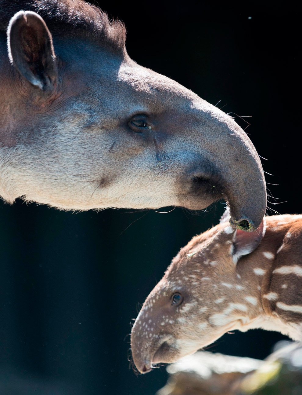 Маленькие животные