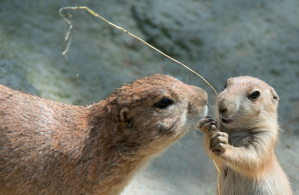 Маленькие животные