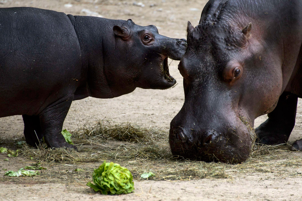 Маленькие животные