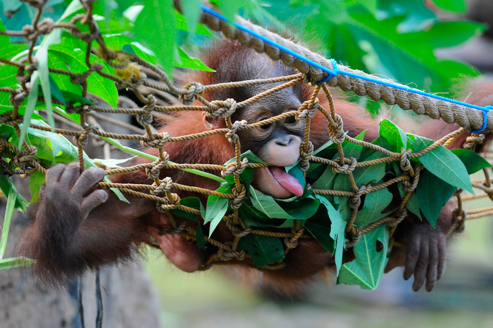 Маленькие животные