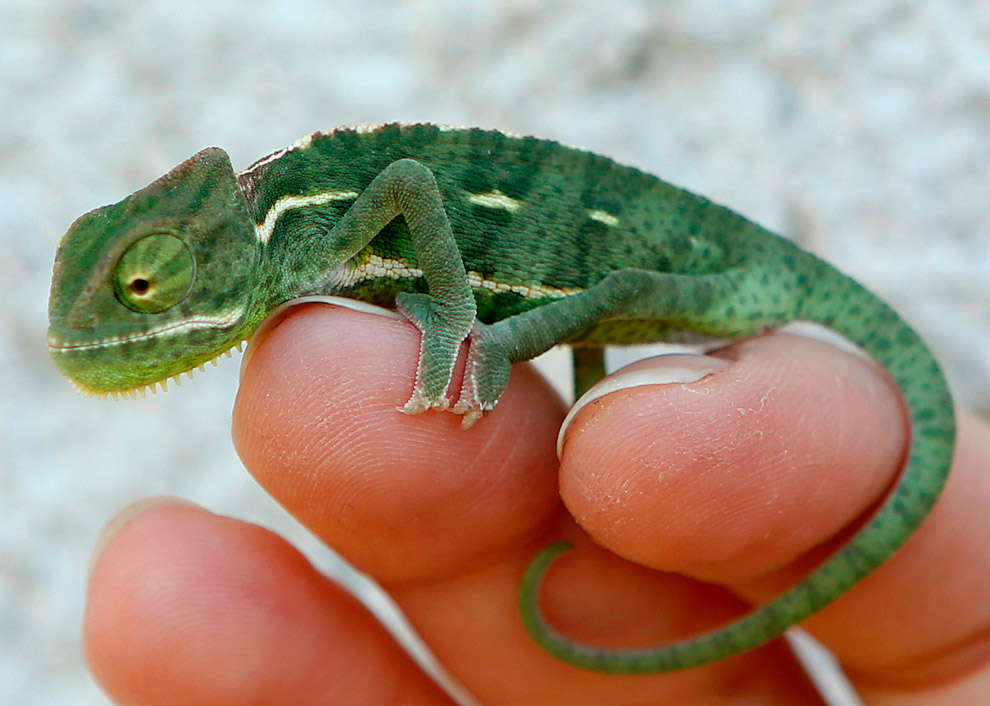 Маленькие животные