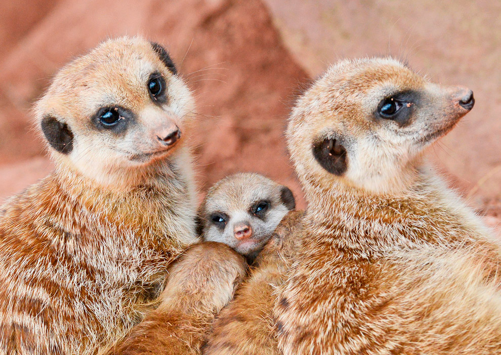 Маленькие животные