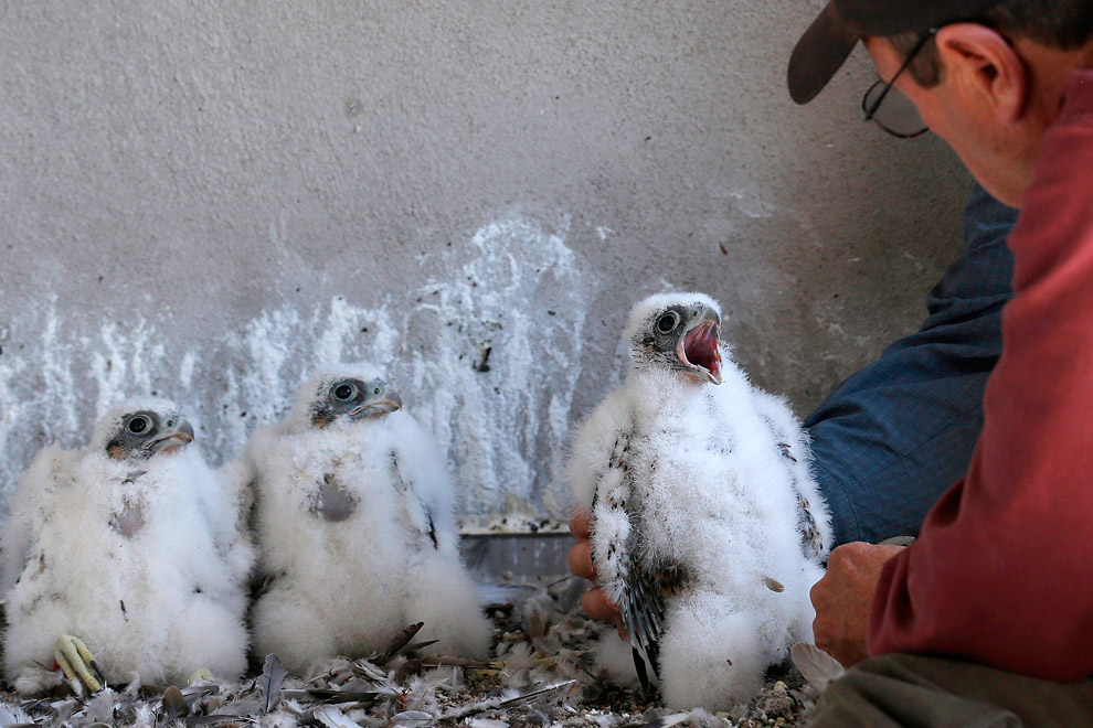 Маленькие животные