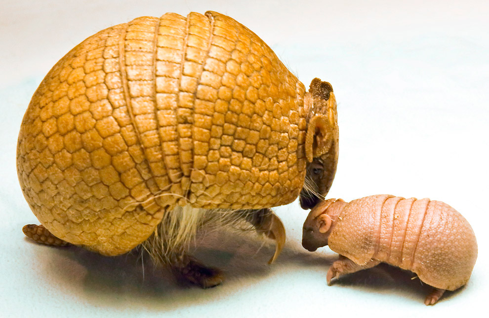 Маленькие животные