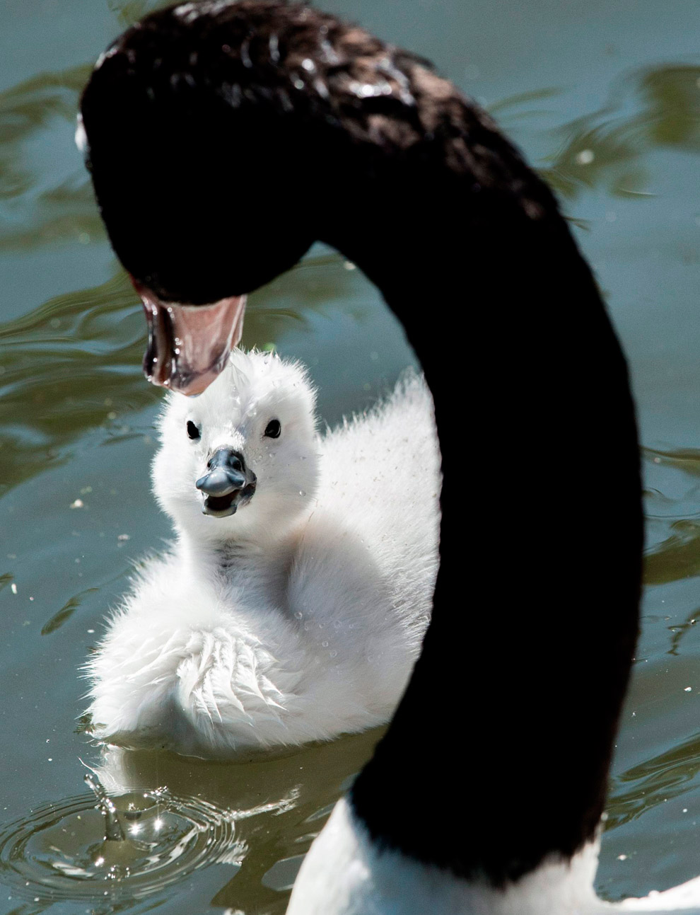 Маленькие животные