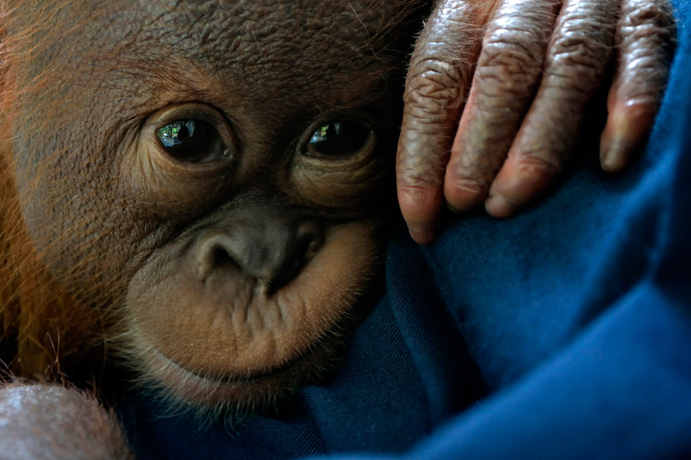 Маленькие животные