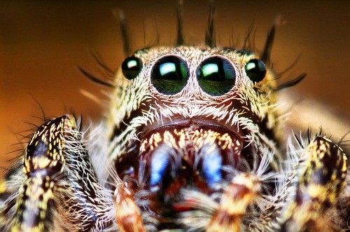 Несколько любопытных фактов о пауках – домашних любимцах
