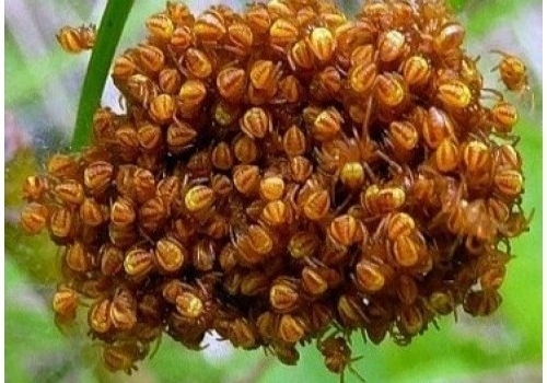 Несколько любопытных фактов о пауках – домашних любимцах