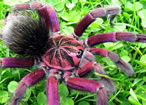 Несколько любопытных фактов о пауках – домашних любимцах