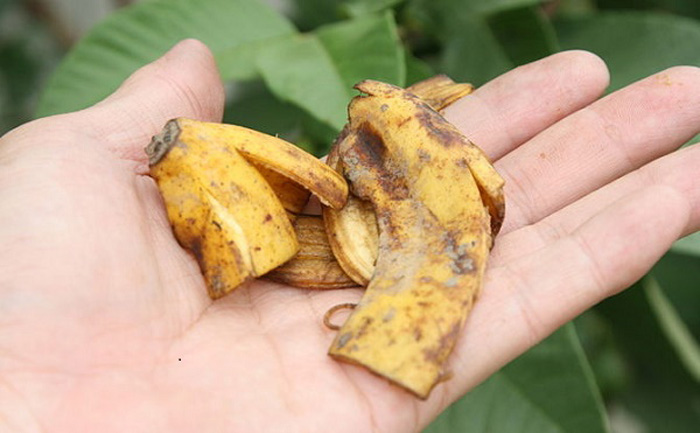 15 невероятных способов применения банановой кожуры, о которых вы точно не знали