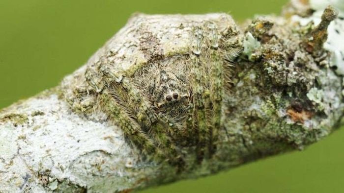 Пауки, которые умеют маскироваться