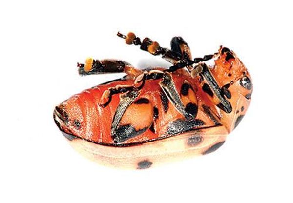 Самые сильные животные токсины Самые сильные животные токсины