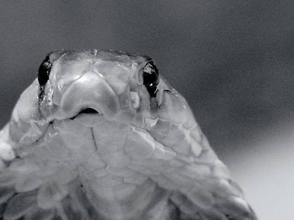 Самые сильные животные токсины Самые сильные животные токсины