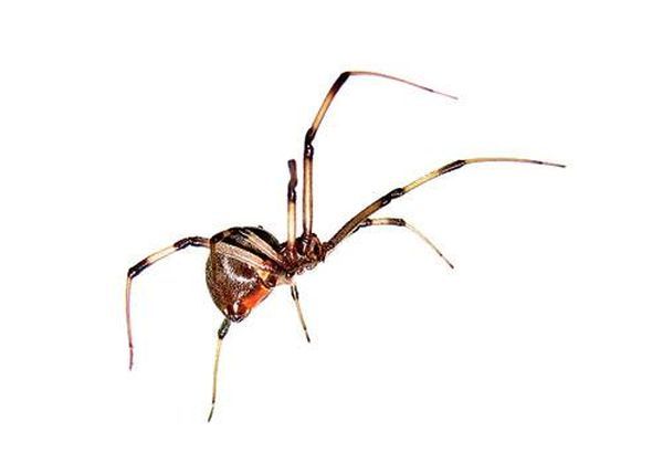 Самые сильные животные токсины Самые сильные животные токсины