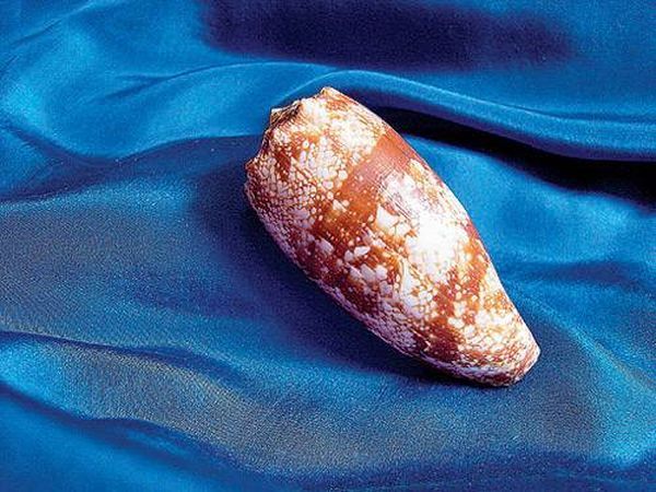 Самые сильные животные токсины Самые сильные животные токсины