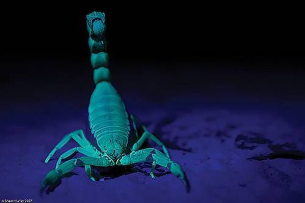 Самые сильные животные токсины Самые сильные животные токсины