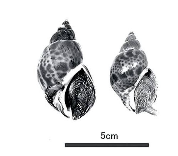Самые сильные животные токсины Самые сильные животные токсины