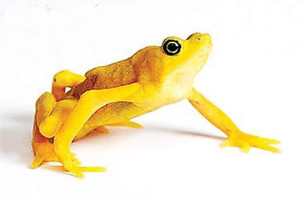 Самые сильные животные токсины Самые сильные животные токсины