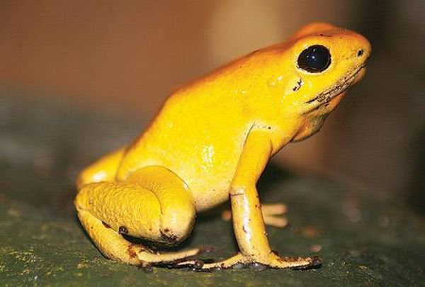 Самые сильные животные токсины Самые сильные животные токсины