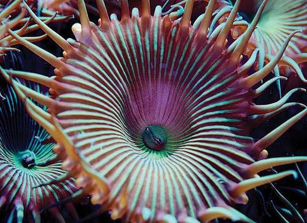 Самые сильные животные токсины Самые сильные животные токсины