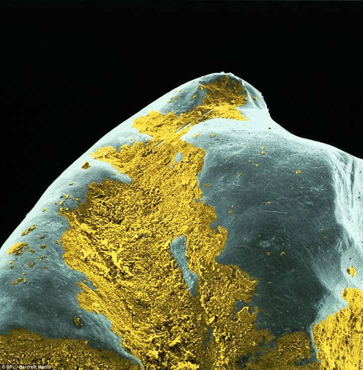 Микромир у нас во рту