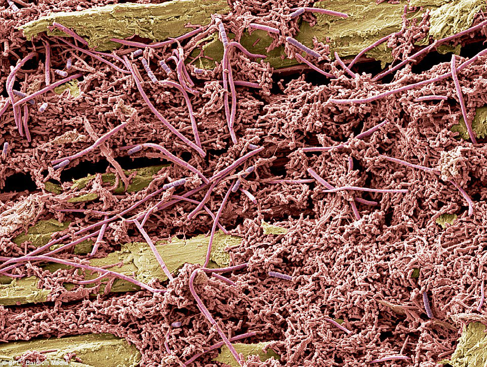 Микромир у нас во рту