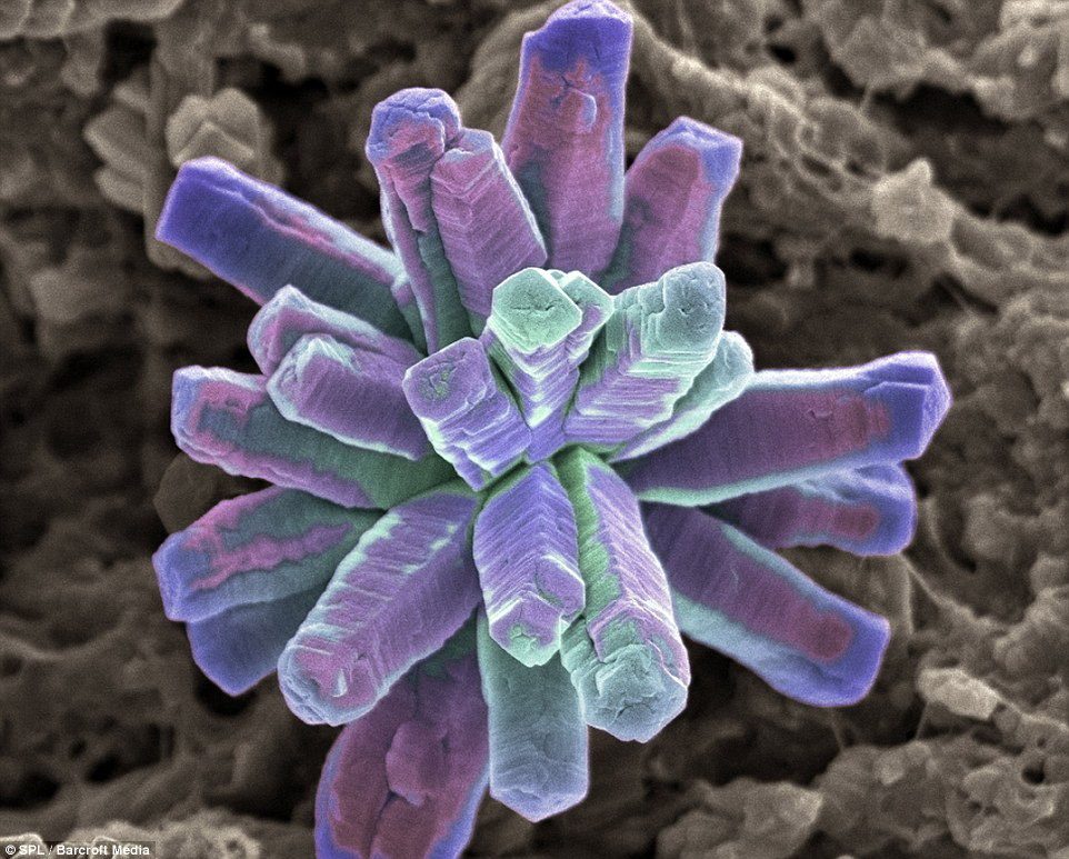 Микромир у нас во рту