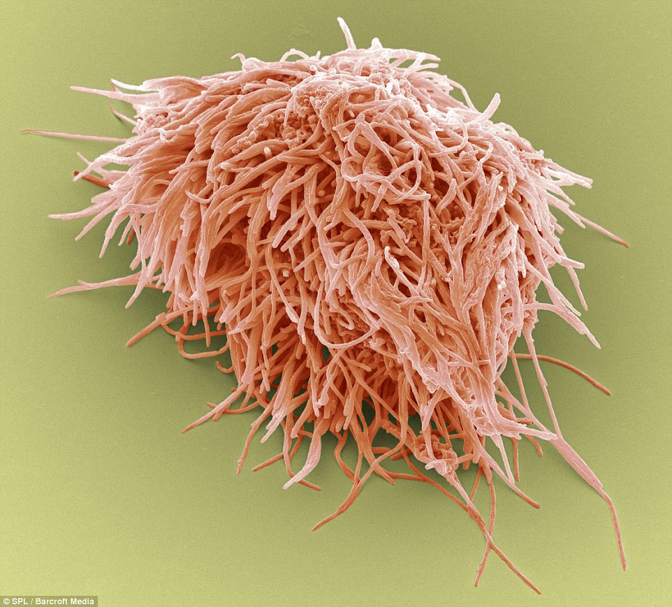 Микромир у нас во рту