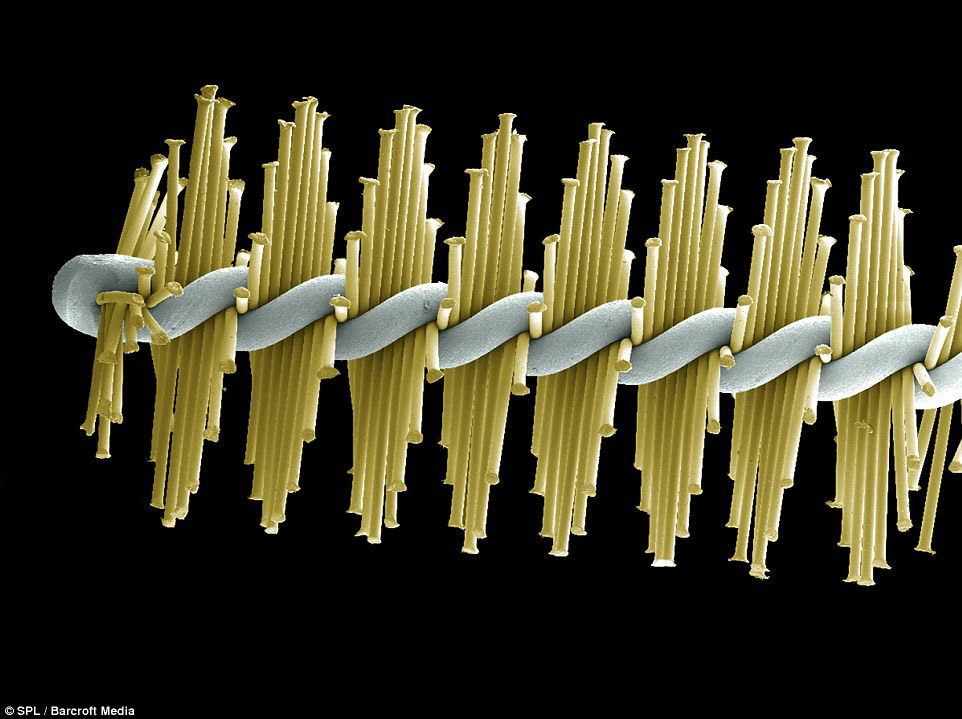 Микромир у нас во рту