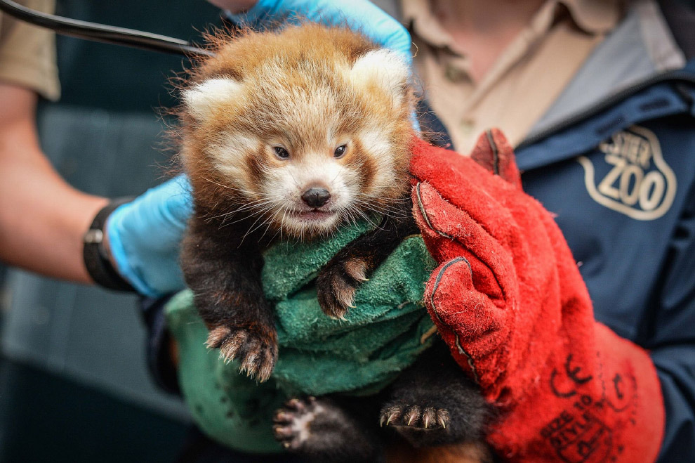 Животные в фотографиях