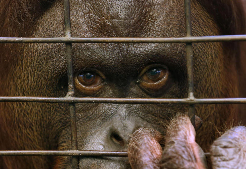 Животные в фотографиях