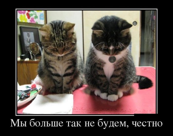 Демотиваторы