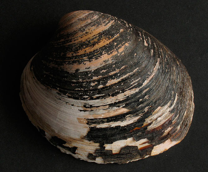 Животные-долгожители