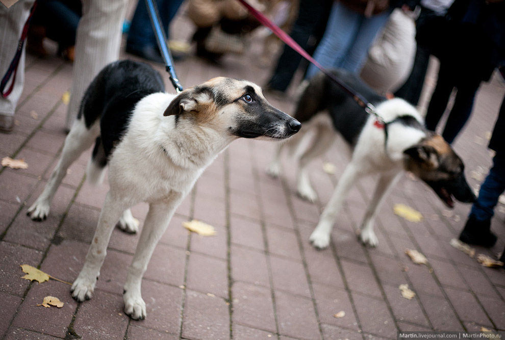 Выставка собак из московских приютов