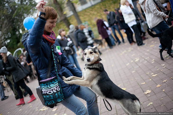 Выставка собак из московских приютов