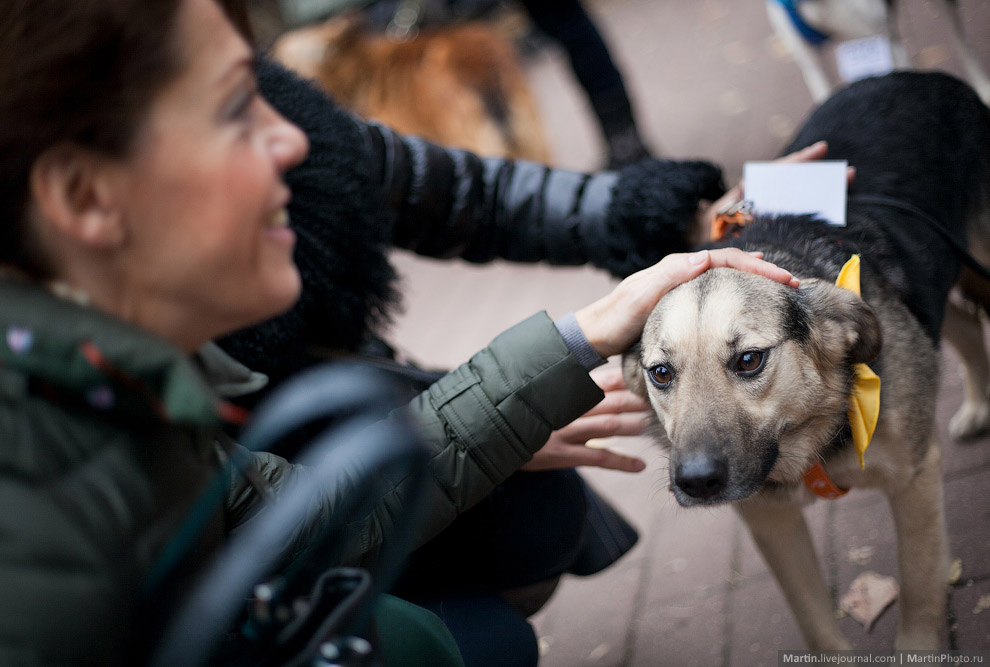 Выставка собак из московских приютов