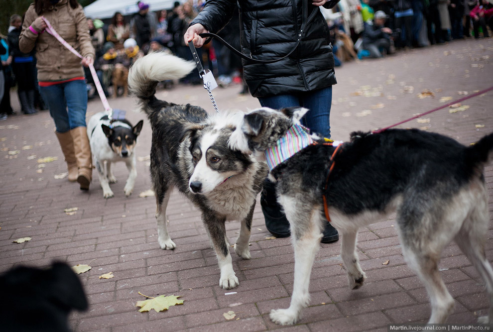 Выставка собак из московских приютов