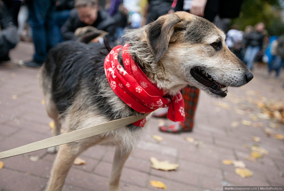 Выставка собак из московских приютов