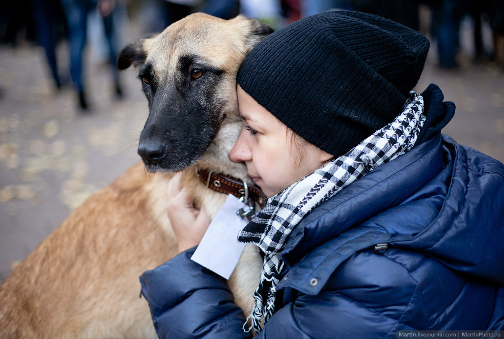 Выставка собак из московских приютов