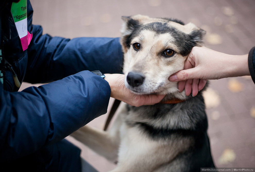 Выставка собак из московских приютов