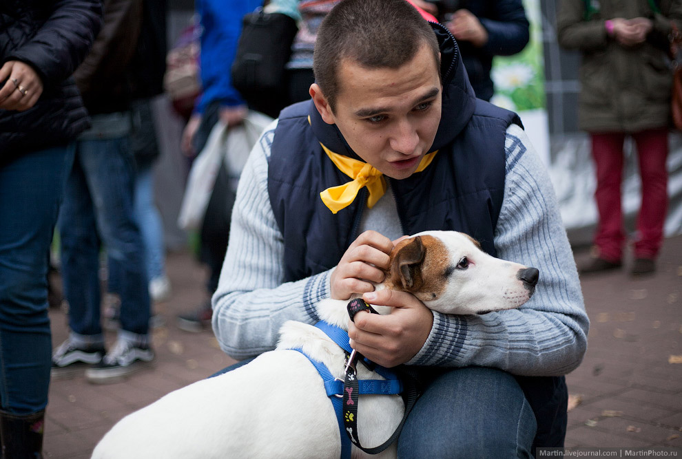 Выставка собак из московских приютов