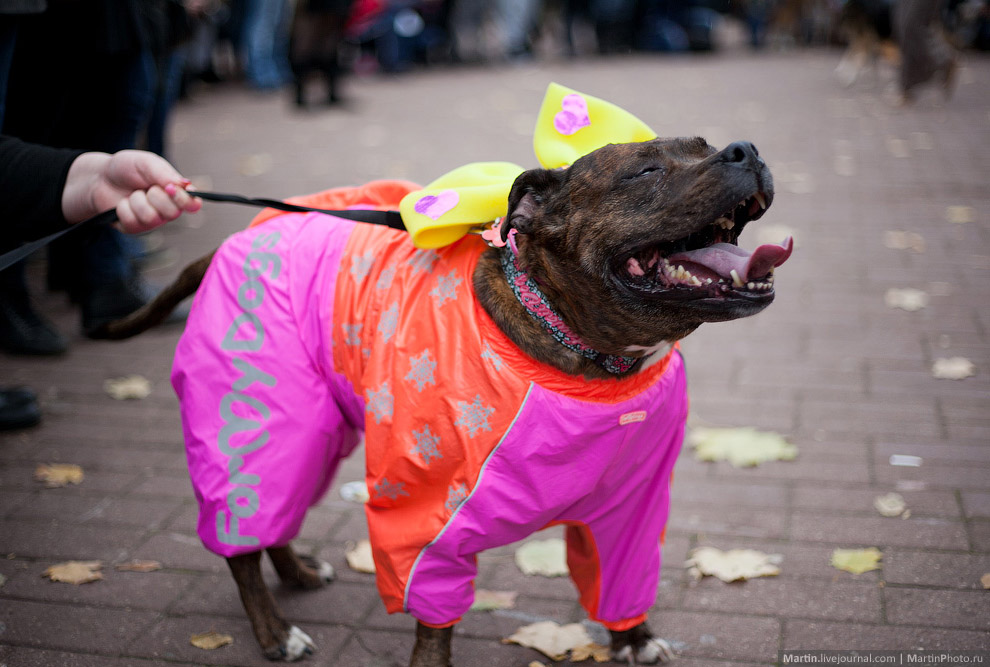 Выставка собак из московских приютов